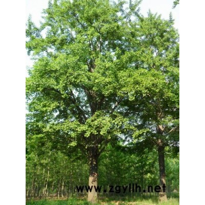 山东美国红枫价格10元一株2公分