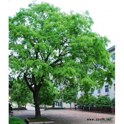 山东美国红枫小苗 红枫小苗基地