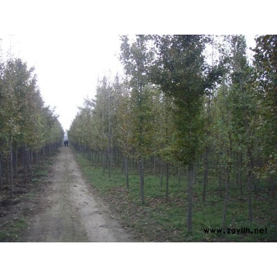 美国红枫价格 山东美国红枫树苗供应/批发