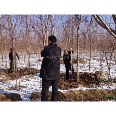 山东美国红枫特征 山东美国红枫报价/供应