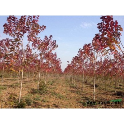 美国红枫价格 山东美国红枫介绍