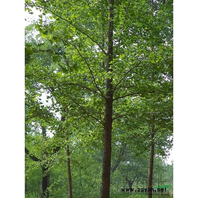 8-15公分美国红枫  山东美国红枫价格/批发