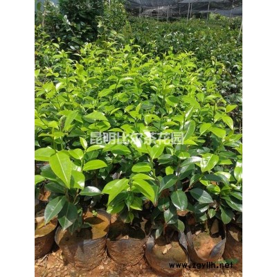 经典品种 波普茶花