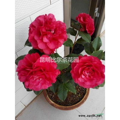 茶花商品盆栽一角