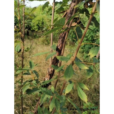 河北卫矛球哪里好/哪家便宜