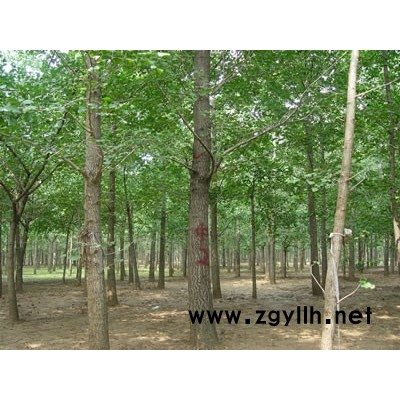 3-5公分山东美国红枫价格