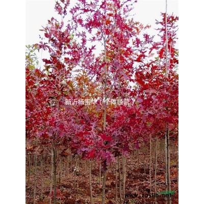 江苏北美红栎价格230元 米径5公分 地径6公分