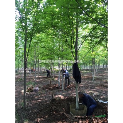 山东美国红枫特征 山东美国红枫批发/供应