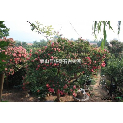 泰山大紫薇介绍 泰山大紫薇特征/用途图3