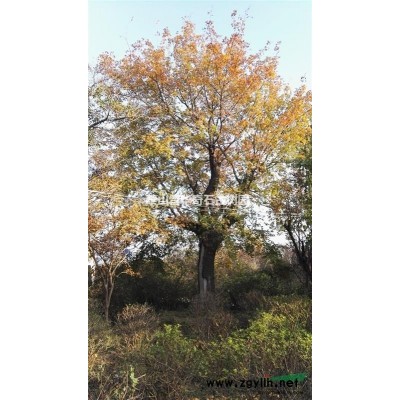 泰山大紫薇介绍 泰山大紫薇特征/用途图2