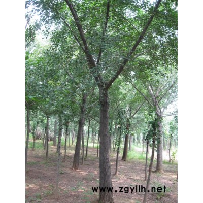 山东美国红枫习性 美国红枫批发/基地