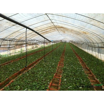 山东美国红枫价格2019报价