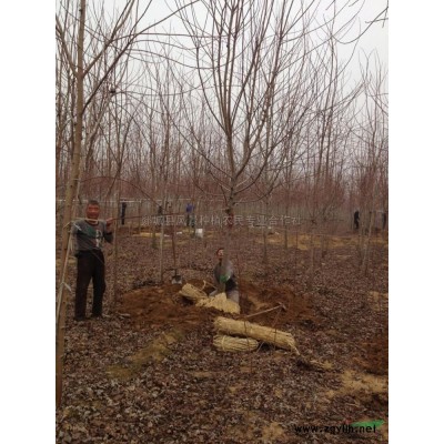 山东美国红枫繁育基地