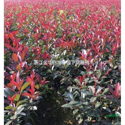 金华红叶石楠大杯苗价格多少钱一棵 浙江红叶石楠杯苗哪里有基地