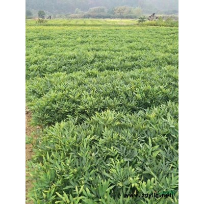 浙江扁柏哪里便宜/优质侧柏批发/扁柏行情