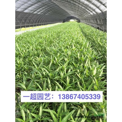 山菅草 山菅兰 山菅草小杯苗 山菅兰基地 花叶山菅草价格