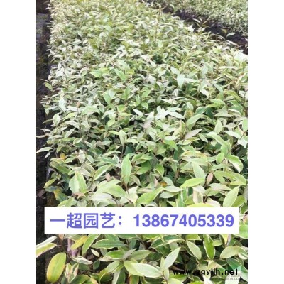 苔藓 灰藓 精品苔藓批发 苔藓基地 浙江苔藓价格