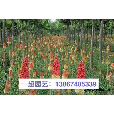 大花蜀葵 ，浙江精品大花蜀葵价格，蜀葵批发