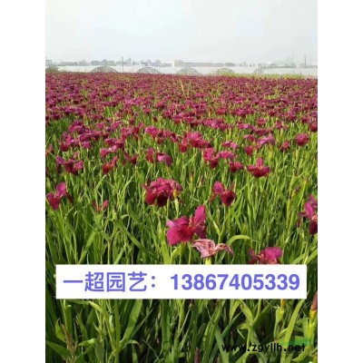 青珊瑚小杯 青珊瑚小苗 青珊瑚基地批发