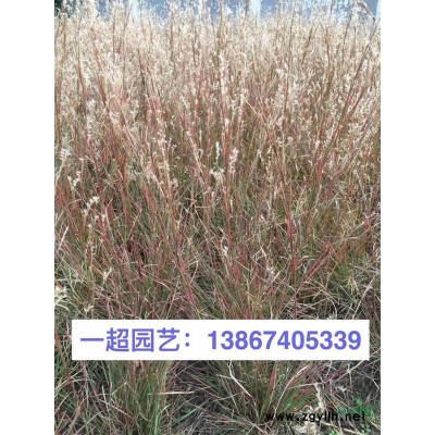 黄金露 精品黄金露小苗 黄金露大杯 黄金露批发