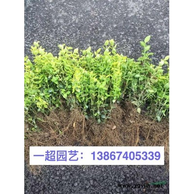 琴丝竹 琴丝竹价格 琴丝竹批发