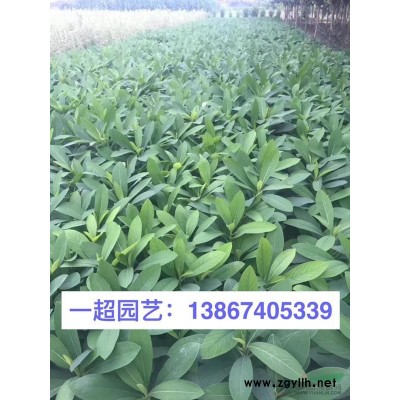 灯笼草 灯笼草批发 灯笼草价格
