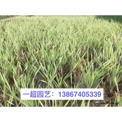 百子莲/百籽莲 精品百籽莲/百子莲价格 百籽莲批发