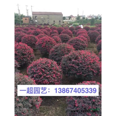 水蓼 水蓼价格 水蓼批发 野芒草价格 浙江野芒草批发