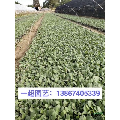 玉竹 玉竹批发 浙江玉竹基地 玉竹行情