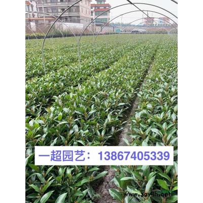 地中海荚蒾 地中海荚迷 精品地中海荚蒾价格