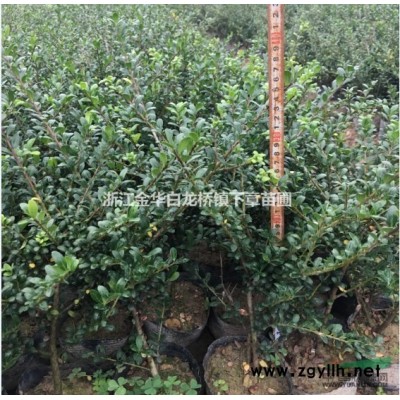 浙江四季桂杯苗基地在哪里 金华四季桂大杯苗价格多少钱一棵