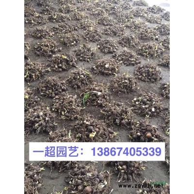 矮牵牛小杯苗，大杯苗，双色杯/精品矮牵牛各种花色*