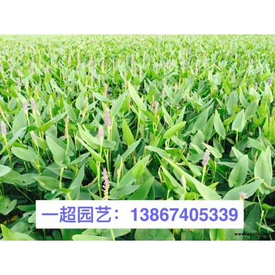 满天星 精品满天星小杯 满天星大杯 满天星价格