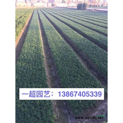 长春花 长春花小杯/精品长春花基地直销