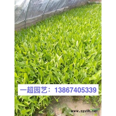 小盼草 小盼草小苗 地栽 盆栽 小盼草批发