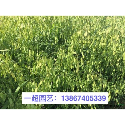 半枝莲 半支莲 半枝莲基地 半枝莲批发 半枝莲价格