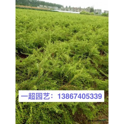 绣线菊，绣线菊小杯苗，粉花绣线菊 粉花绣线菊小杯