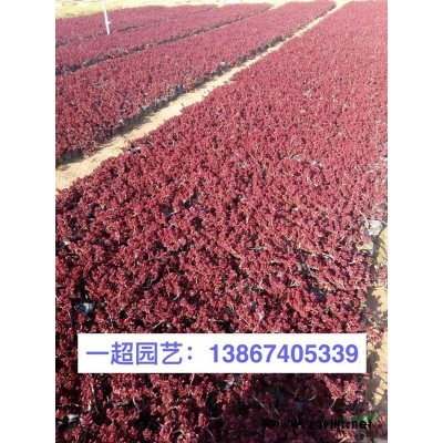 大兰花鸢尾，大兰花鸢尾基地批发