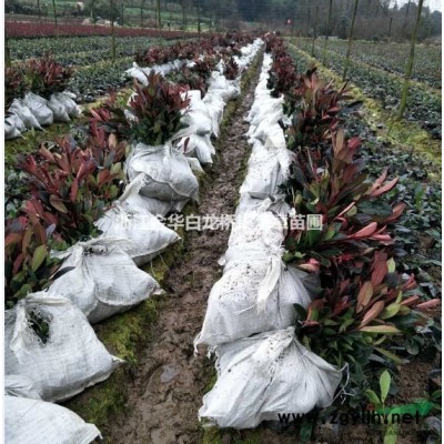 金华红叶石楠杯苗哪里好 浙江金华红叶石楠杯苗哪家便宜