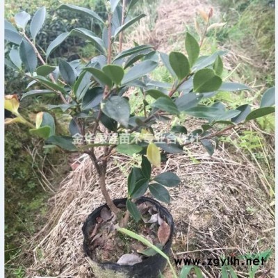 浙江金华红花继木营养大杯苗基地低价格,浙江红继木量大产地袋苗