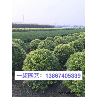 长春花大杯苗 精品120长春花 双色杯长春花价格