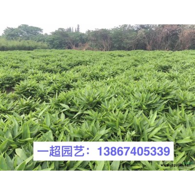 虞美人 精品虞美人批发 画眉草 画眉草小杯 画眉草价格