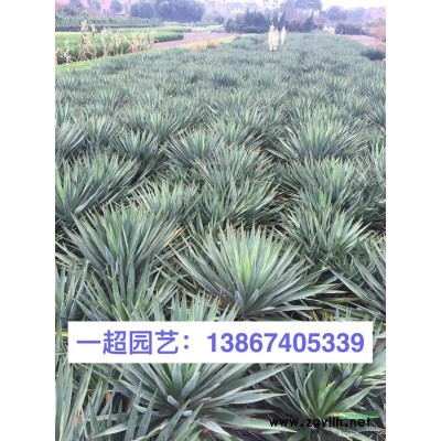 爬地柏 精品爬地柏小杯