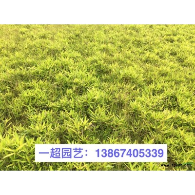 翠芦莉，翠芦莉小杯苗，精品矮生翠芦莉