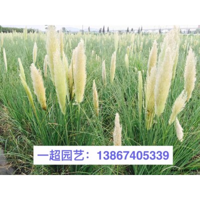 菱，菱角，红菱，黑菱等品种规格*