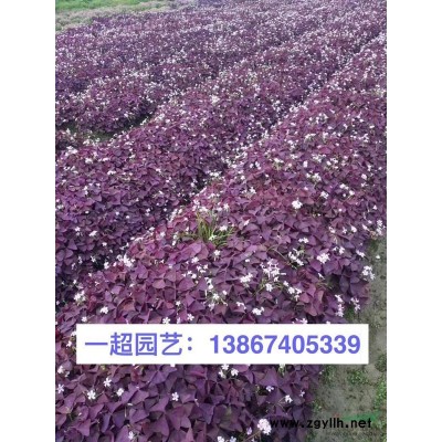 欧洲荚蒾 欧洲荚迷 苦葛小苗 苦葛价格