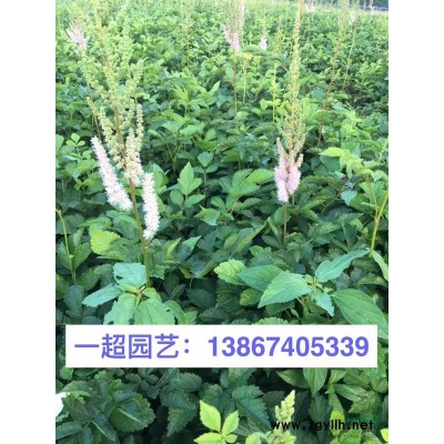 方竹 方竹批发 各种竹子规格*