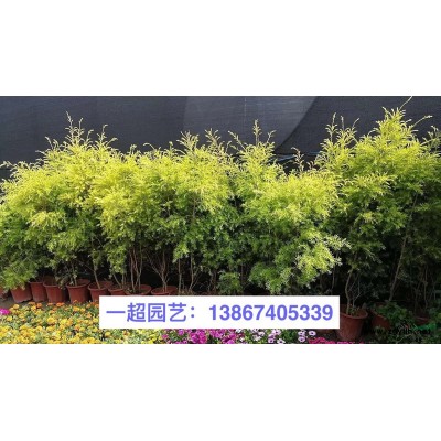 黄花石蒜 精品黄花石蒜基地直销