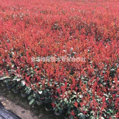 浙江金华金森女贞小杯苗产地农户直供,金森女贞当年新苗圃价格低