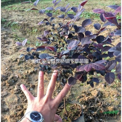 2019年新红叶石楠价格多少？浙江基地金华是大的营养杯苗产地